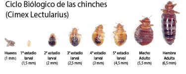 ciclo biologico chinches