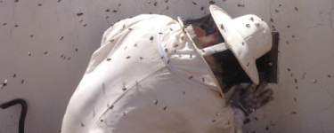 desinsectacion de avispas