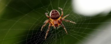 eliminar arañas
