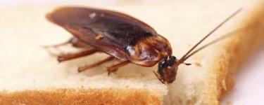 enfermedades cucarachas