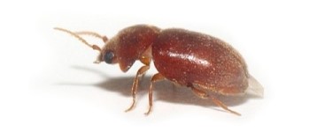 gorgojos escarabajos