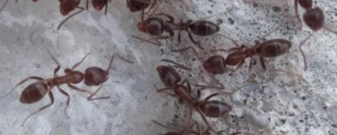 eliminar_hormigas_tenerife