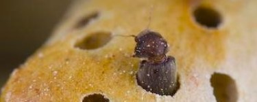 eliminar polillas gorgojos